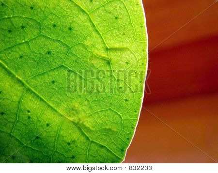 Blatt