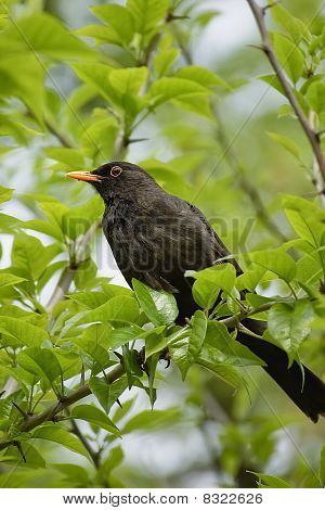 Blackbird ในสาขา