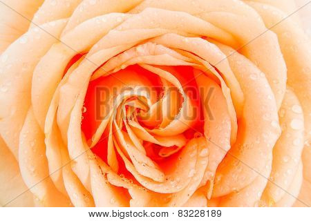 Orange Roses