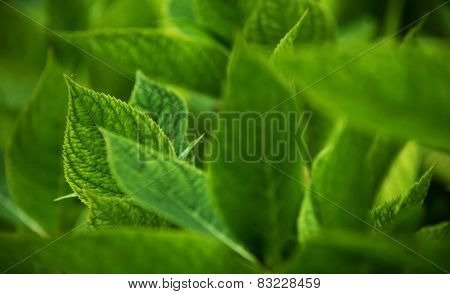 Green leaves background