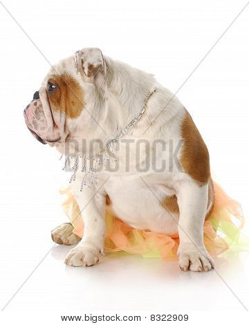Female Dog