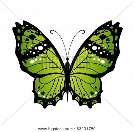 Vector Butterfly