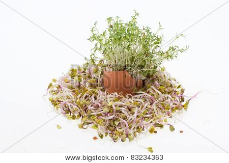 Fresh Alfalfa Sprouts and Spring Easter Egg