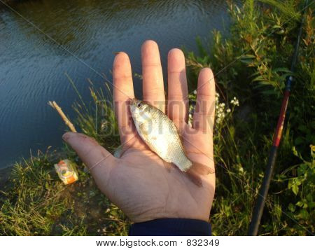 fisk