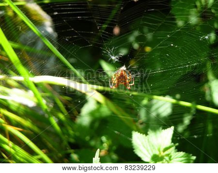 Spider