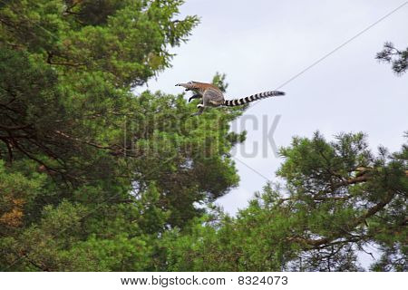 Lemur