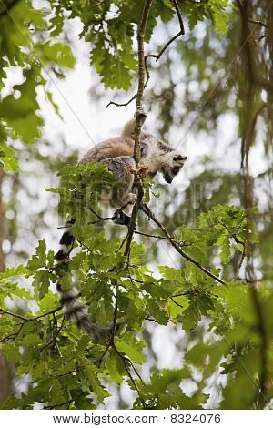Lemur