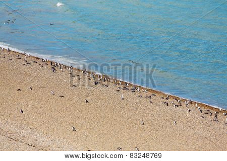 Magellanic Penguin (Spheniscus magellanicus) in Patagonia