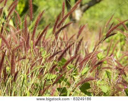 Flower Grass Background ,pennisetum Pedicellatum Trin