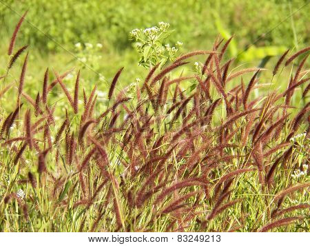 Flower Grass Background ,pennisetum Pedicellatum Trin