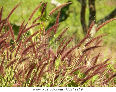 Flower Grass Background ,pennisetum Pedicellatum Trin