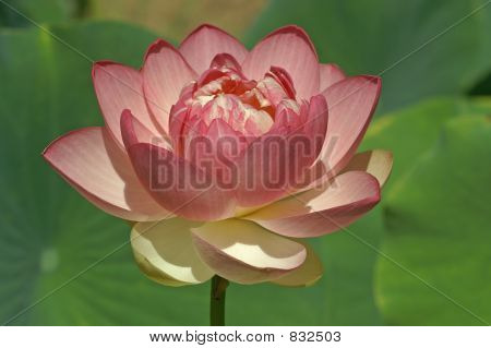  Pinky şeftali Lotus çiçeği