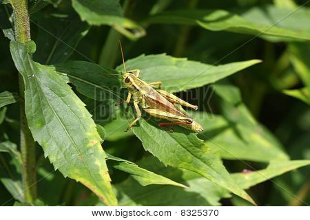 Red-legged Grasshopper