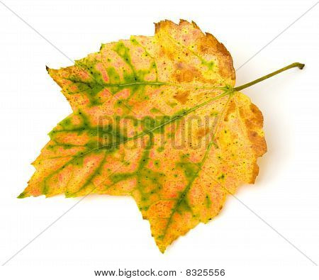 Hoja de otoño