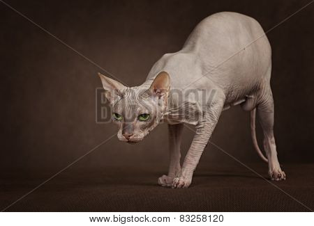 The Cat Of Don Sphinx Breed