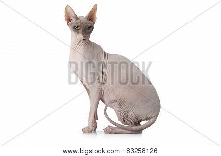 Sphinx Cat In Front Of White Background