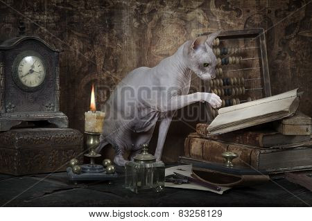 Don Sphinx Cat Reading The Book