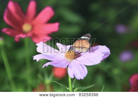 A lime butterfly on a of field sunflower