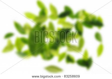 Out Focus Dark And Light Green Leaf