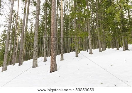 Pine forest in winter