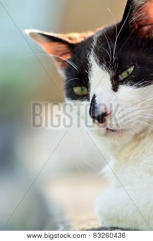 Stray cat