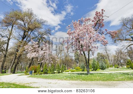 Trees blossom in a park