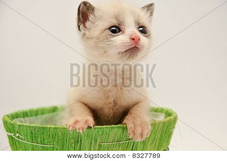 Котeнок на зеленой корзины