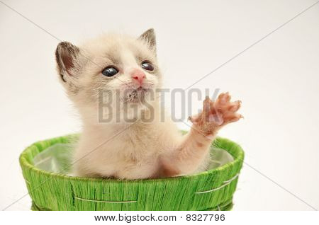 Бежевая котенка на зеленую корзину