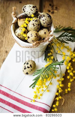 Spring Time, Yellow Mimosa Flowers