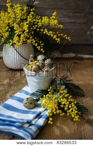 Spring Time, Yellow Mimosa Flowers