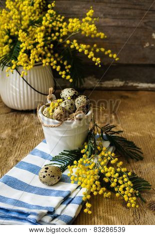 Spring Time, Yellow Mimosa Flowers