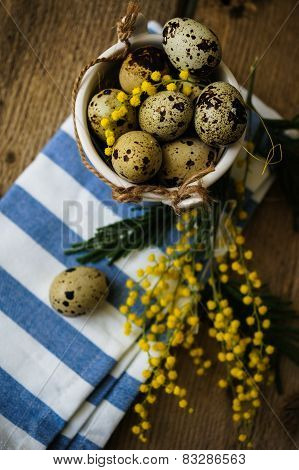 Spring Time, Yellow Mimosa Flowers