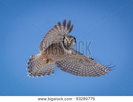 northern hawk owl
