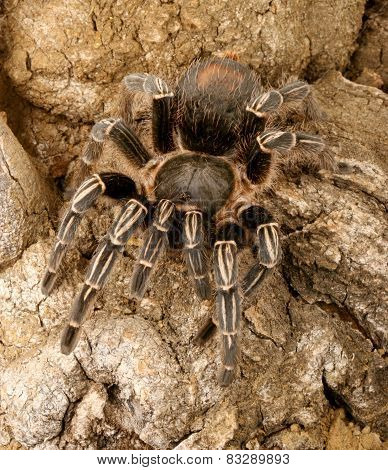 Skeleton Tarantula