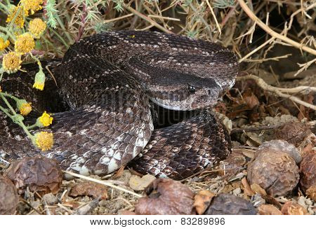 Southern Pacific Rattlesnake