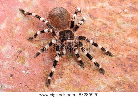 Brazilian Whiteknee Tarantula