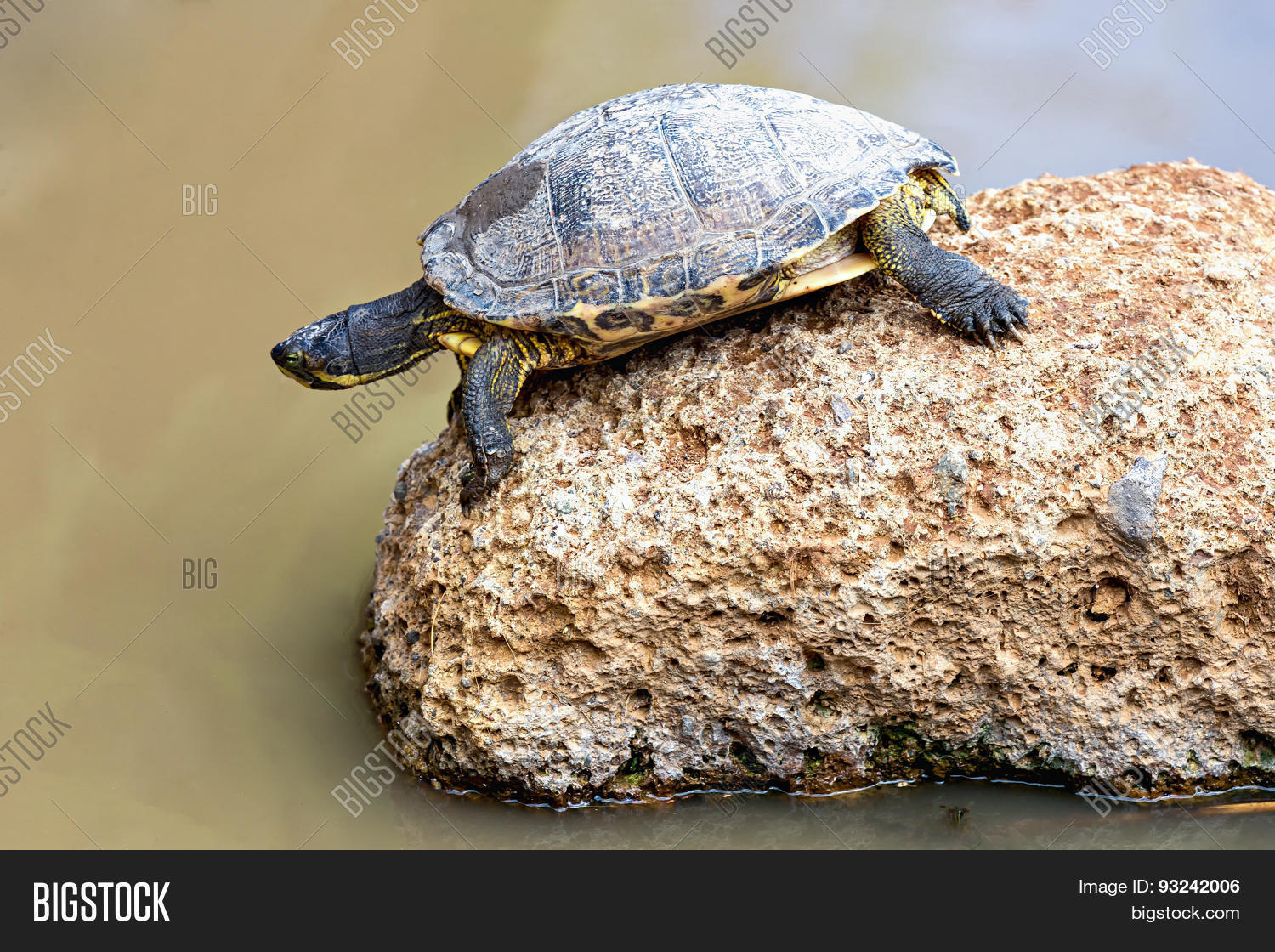 Как сидит черепаха. Черепаха сидит отвернувшись. Покатай меня большая черепаза. Почему сидит черепаха на черепахе. Черепаха сидит на камне.