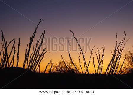 Ocotillo, Fouquieria Splendens