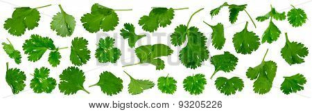 Fresh Cilantro Twigs