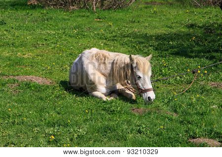 Horse Lying On Sward
