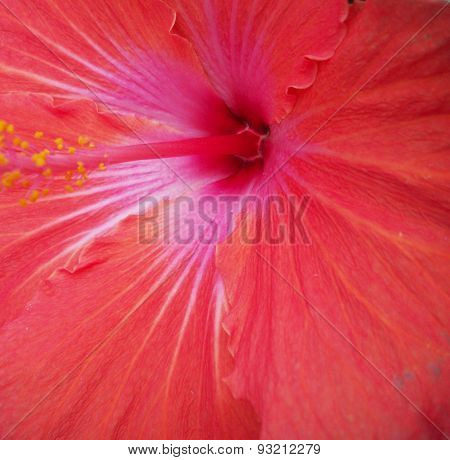 Red Hibiscus Flower