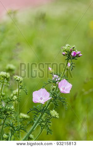 Pink Buds And Flowers Of A Musk Mallow Plant