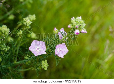 Pink Blooming Musk Mallow From Close