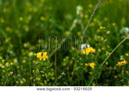 Yellow Blooming Lathyrus Pratensis On A Sunny Day In Springtime