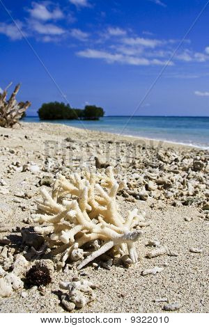 Coral en la playa.