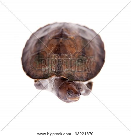 Painted river terrapin on white background.