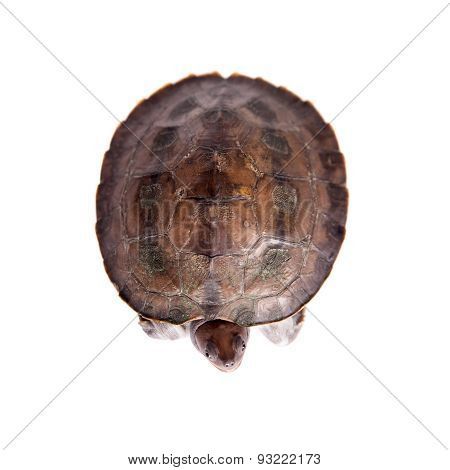Painted river terrapin on white background.