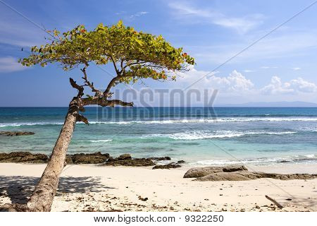 Lone tree sale al océano