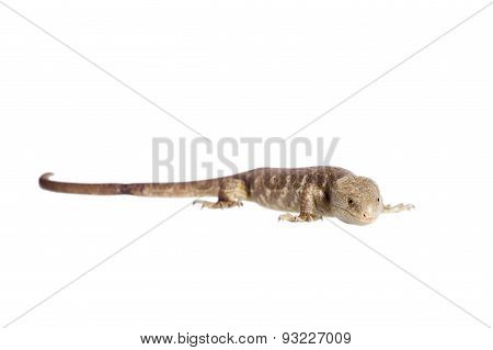 The Solomon Islands skink on white