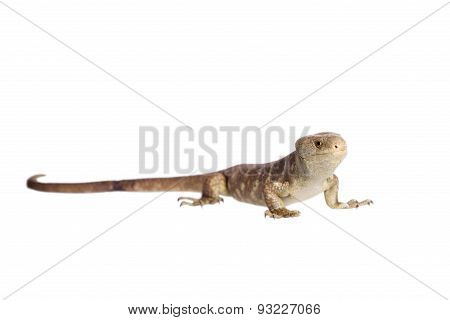The Solomon Islands skink on white